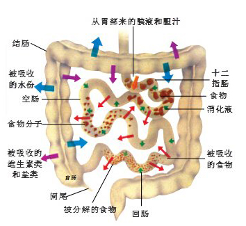 腸激酶